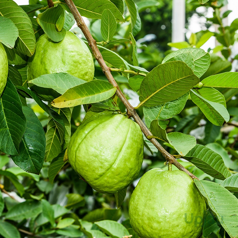 taiwan-pink-guava-plant