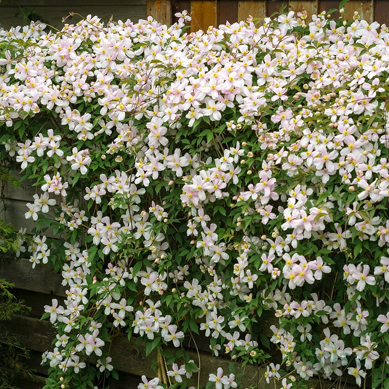 white-clematis-vine