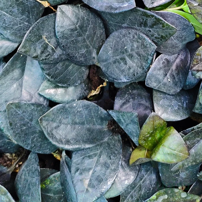 Black ZZ Plant (Zamioculcas zamiifolia) - Image 2