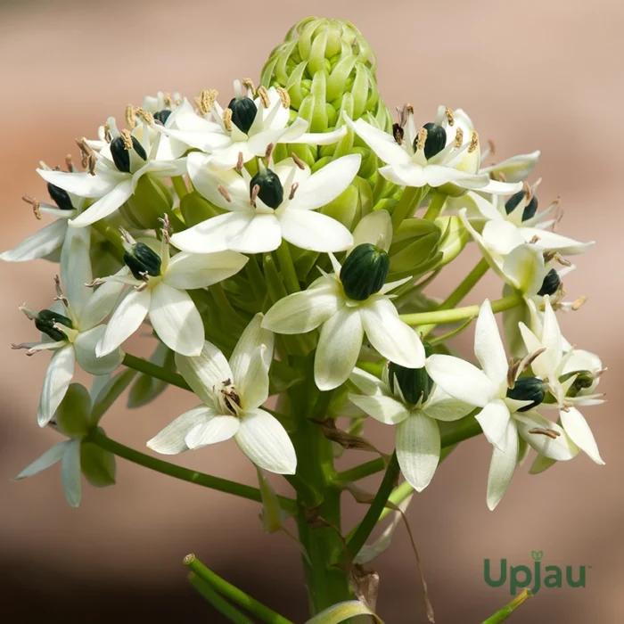 Chincherinchee Bulb Combo of 10 bulbs (Any color) - Image 4