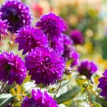 Purple Dahlia flower bulbs