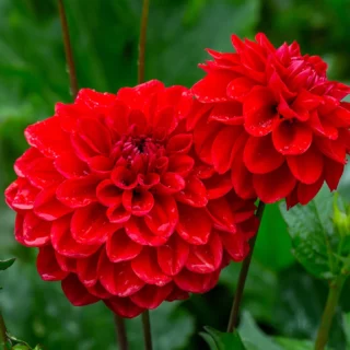 Dahlia-flower-bulbs-red