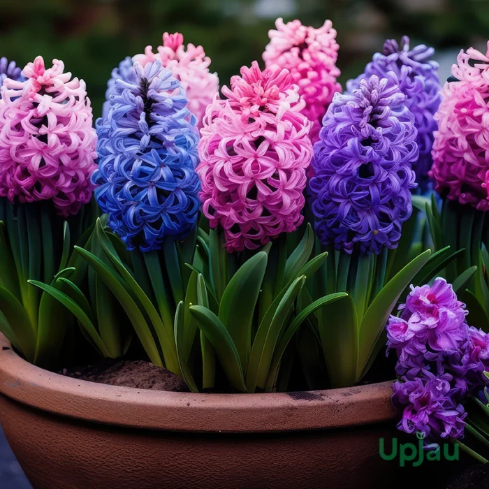 Hyacinth Flower Bulbs