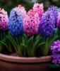 Hyacinth bulbs