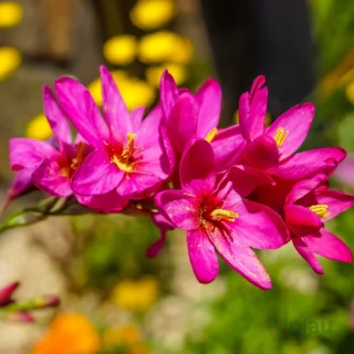 Ixia-flower-bulbs