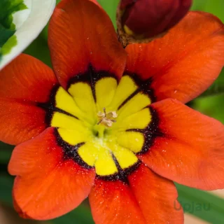 Sparaxis-Flower