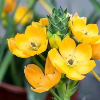 chincherinchee-bulbs