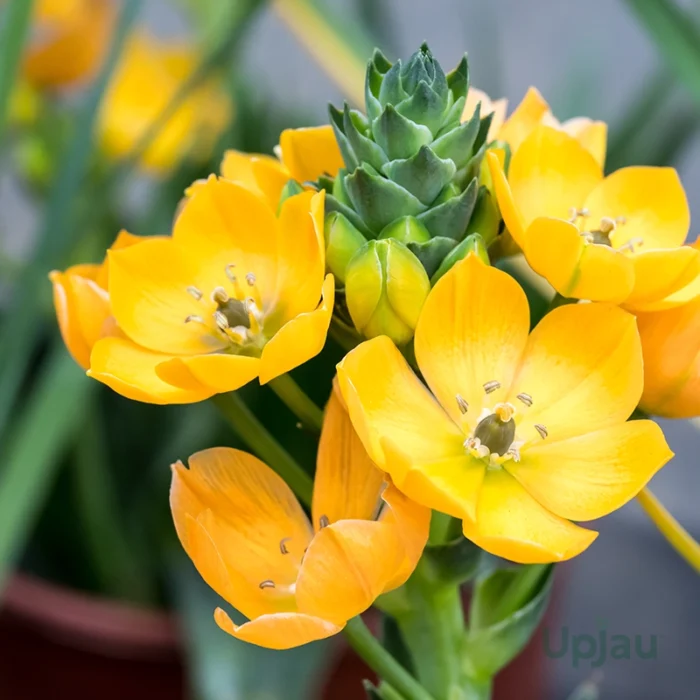 Chincherinchee Bulb Combo of 10 bulbs (Any color) - Image 2