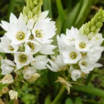 Chincherinchee bulbs online India for planting