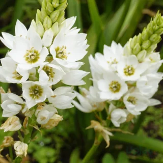 chincherinchee-flower
