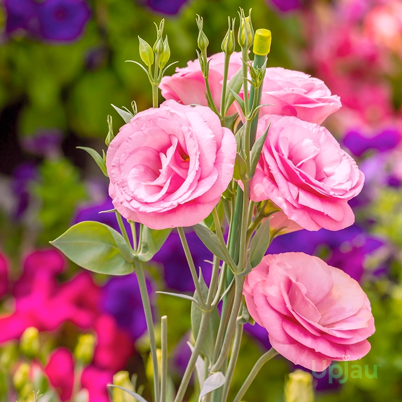 lisianthus-plant-pink