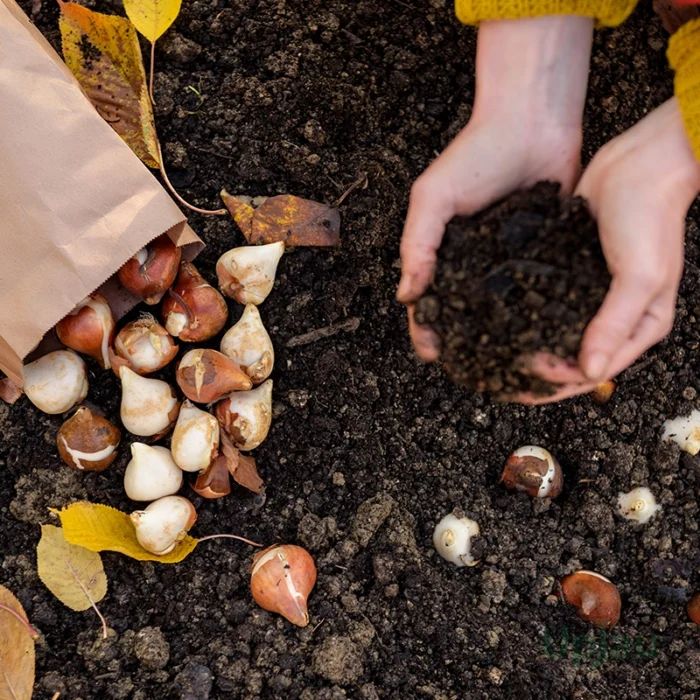 tulip bulbs