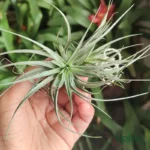 Tillandsia Air Plant 