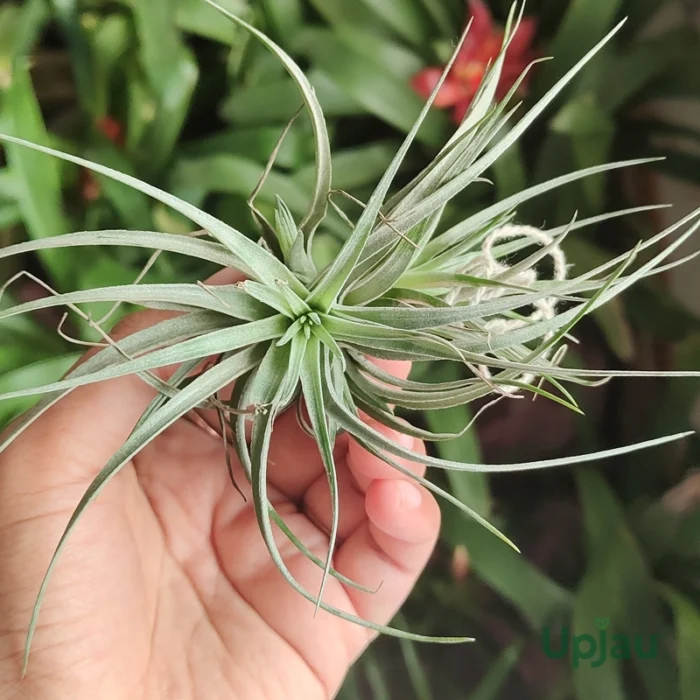 Tillandsia Air Plant