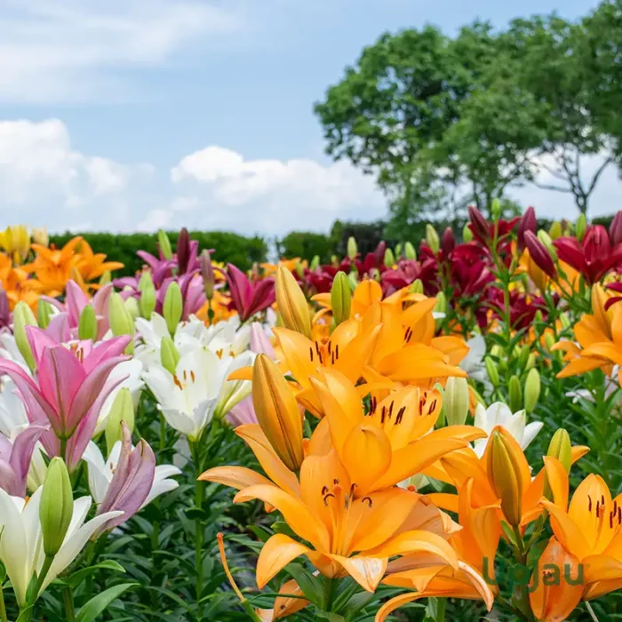 Asiatic Lily Bulbs