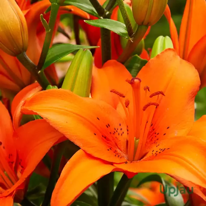 Orange Asiatic Lily Bulbs