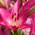 Pink Asiatic Lilies Bulbs / Pink Lilium (Imported)