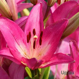 Asiatic Pink