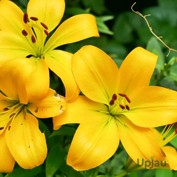 Yellow Lilium