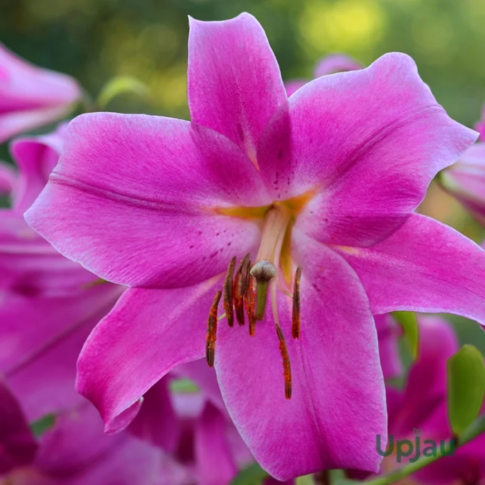 pink asiatic lilies