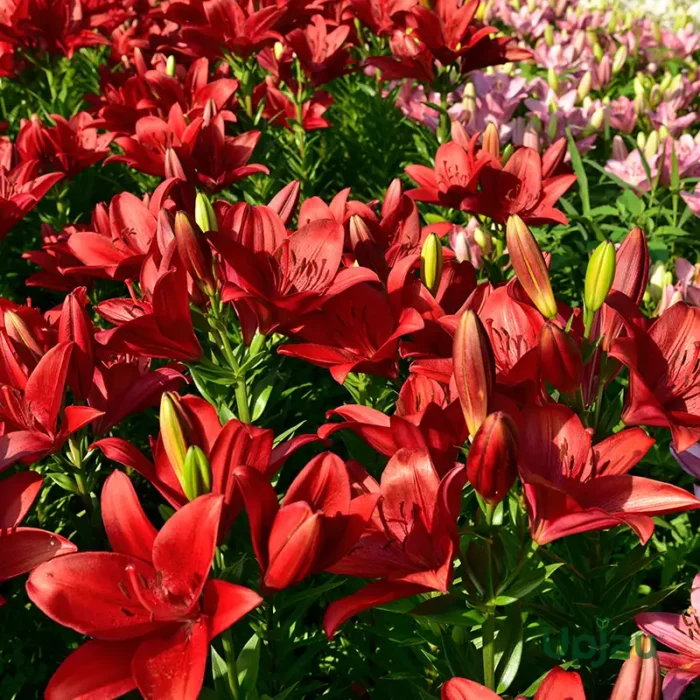 Red Asiatic Lily Bulbs / Lilium (Imported) - Image 3