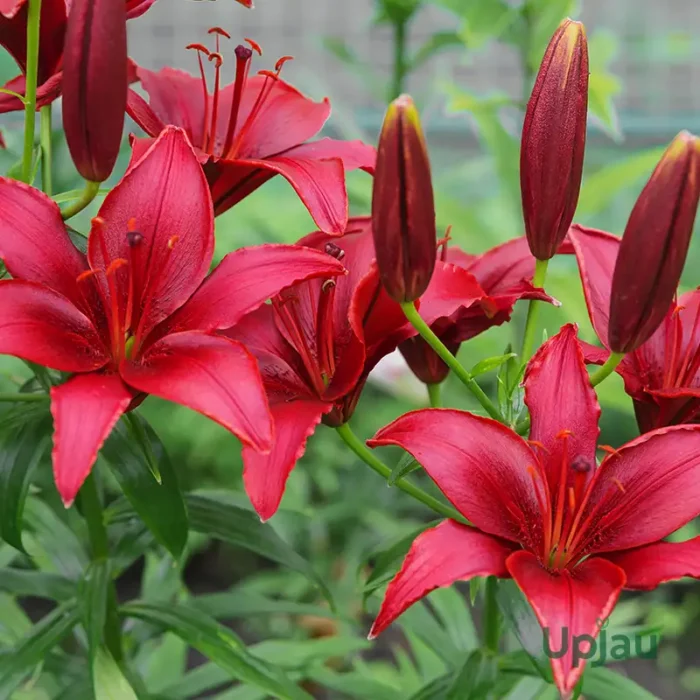 Red Asiatic Lily Bulbs