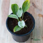 Philodendron Birkin Plant - Small