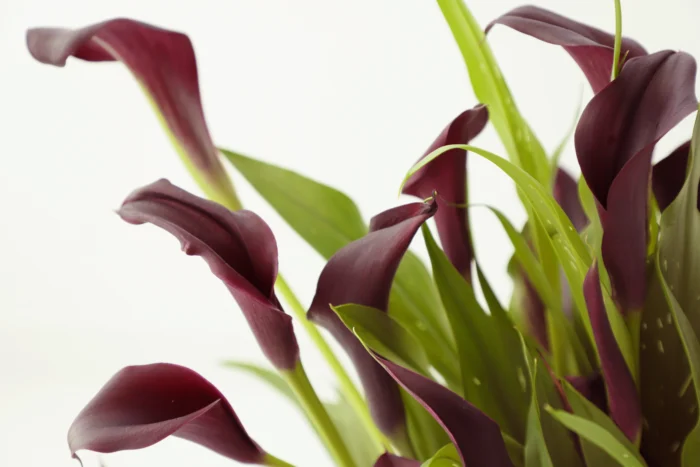 Calla Lily Bulb Black - Image 2