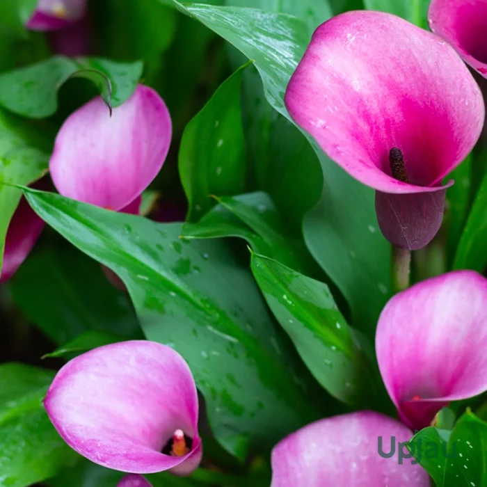 Calla lily Pink