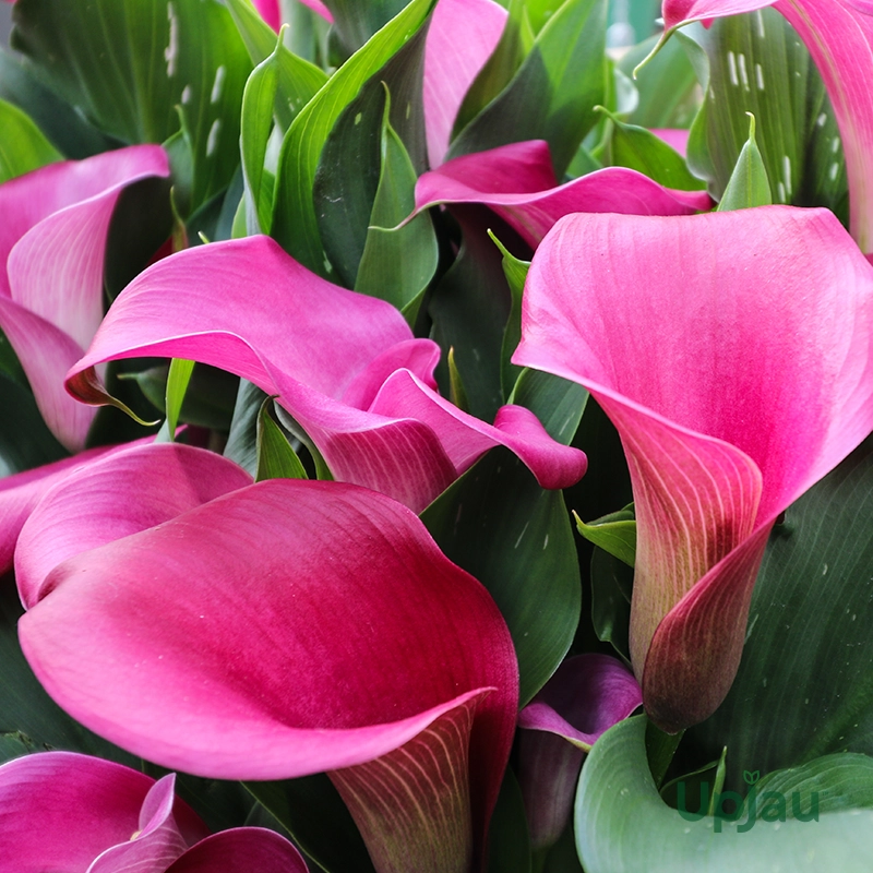 Calla lily Pink2