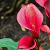 Calla Lily Bulb Imported (Red)