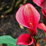 Calla Lily Bulb Imported (Red)