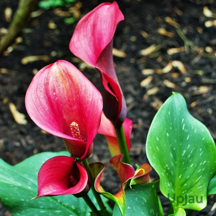 Calla lily Red2