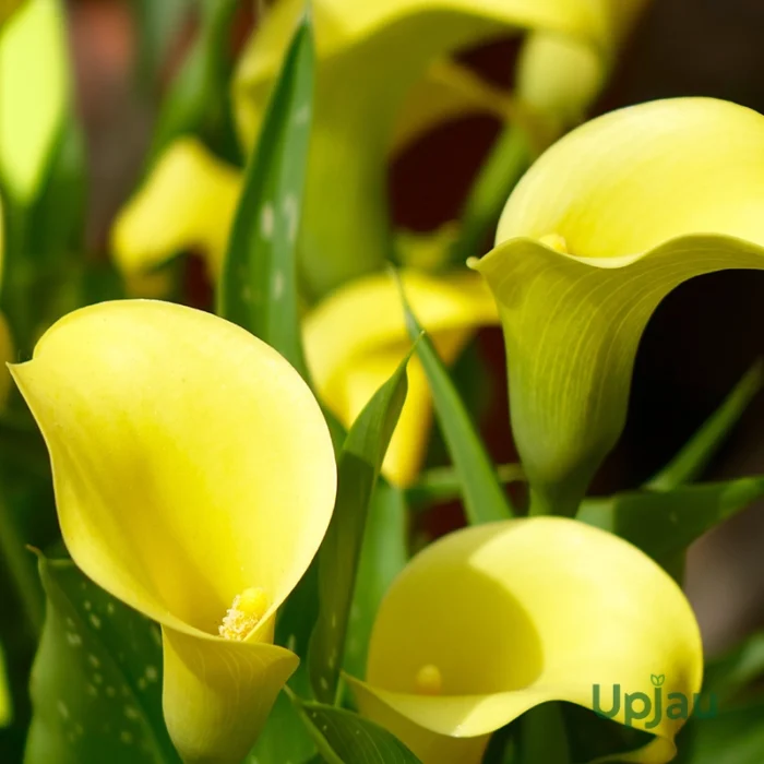 yellow calla lily