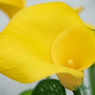 Calla lily Yellow2