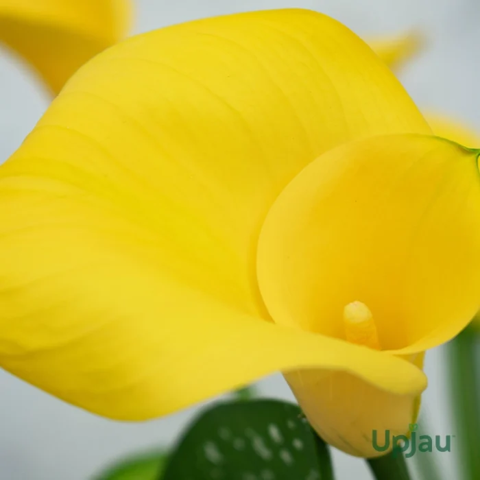 Yellow Calla Lily Bulb - Image 2