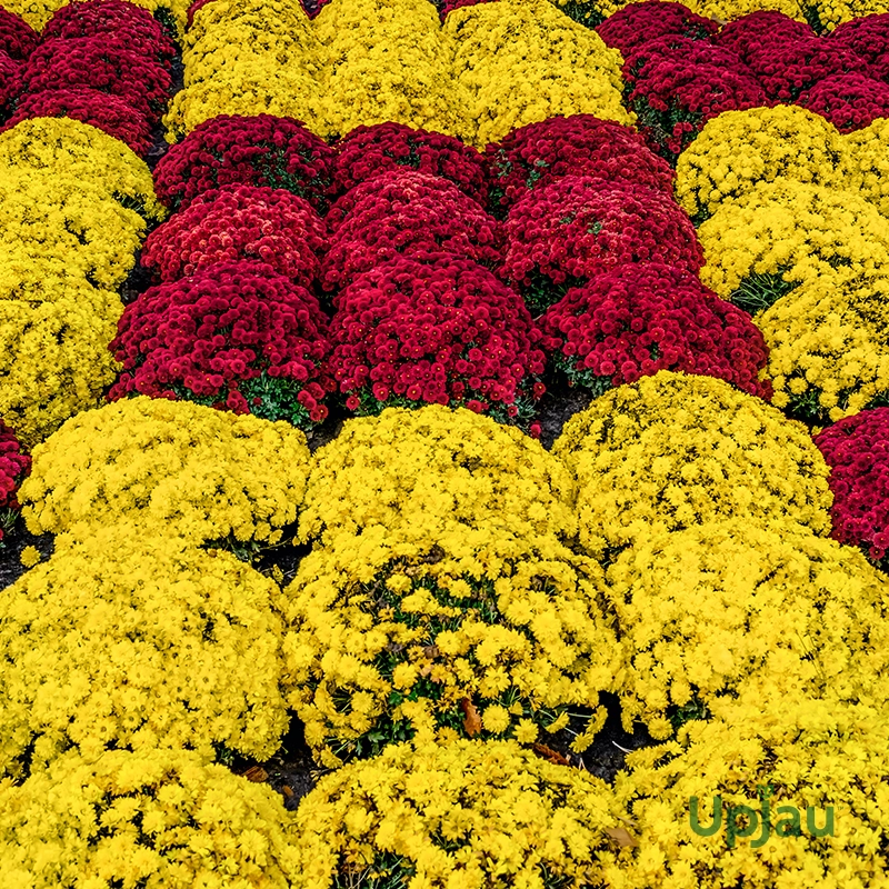 Chrysanthemum 1