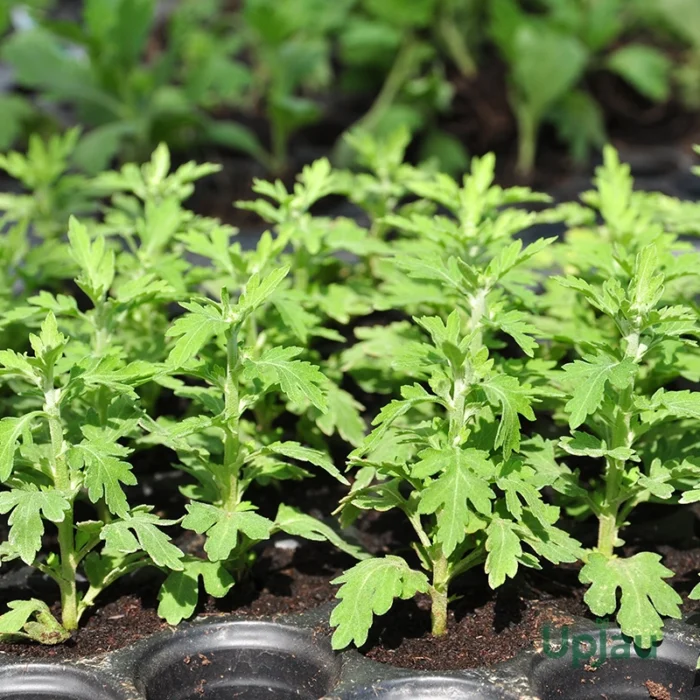 Chrysanthemum Seedlings