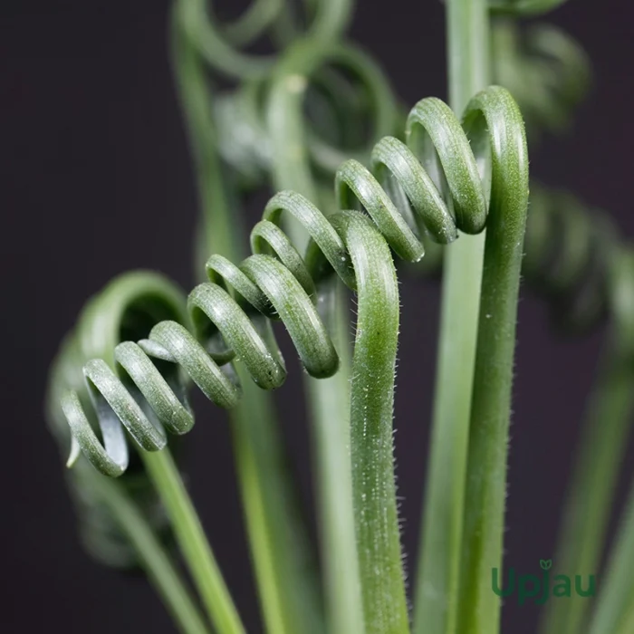 Corkscrew Albuca1