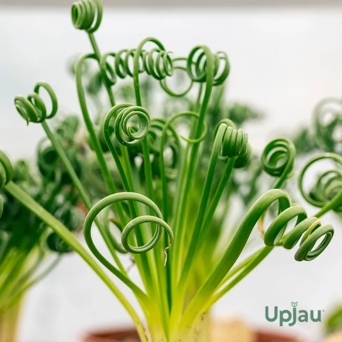 Albuca Spiralis Exotic Plant