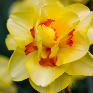 Daffodil Tahiti