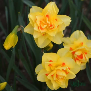 Daffodil Tahiti2