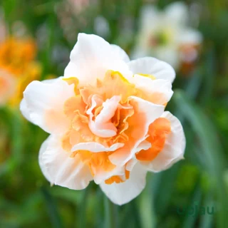 Daffodil replete1