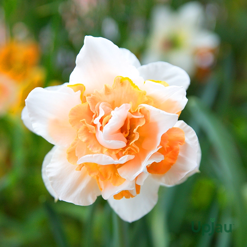 Daffodil replete1