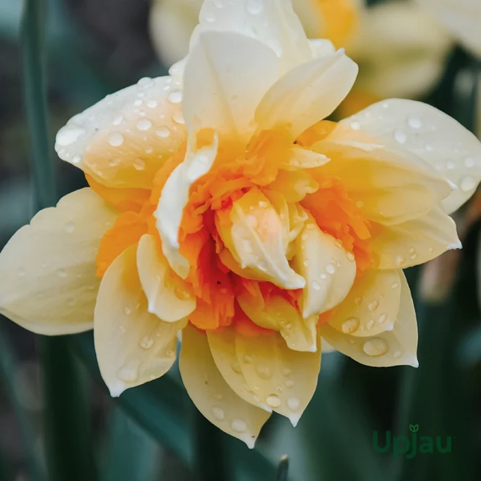 Daffodil Replete Flower Bulbs(Imported) - Image 2