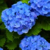 Hydrangea Plant