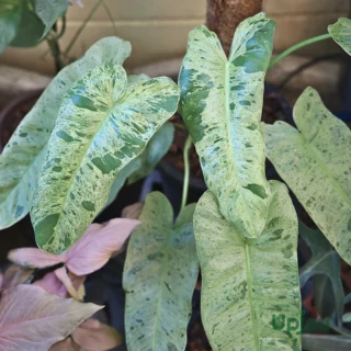 Philindroen-Paraiso-Verse-plant