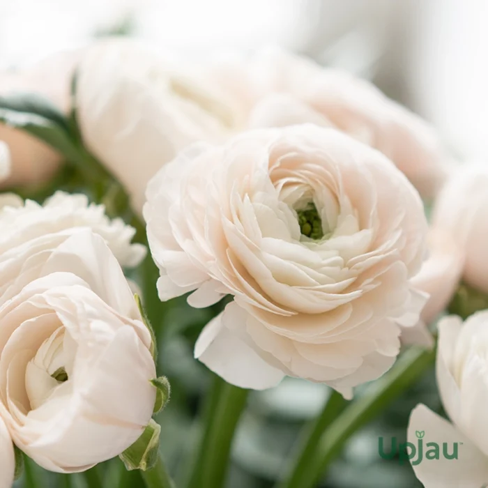 white ranunculus bulbs