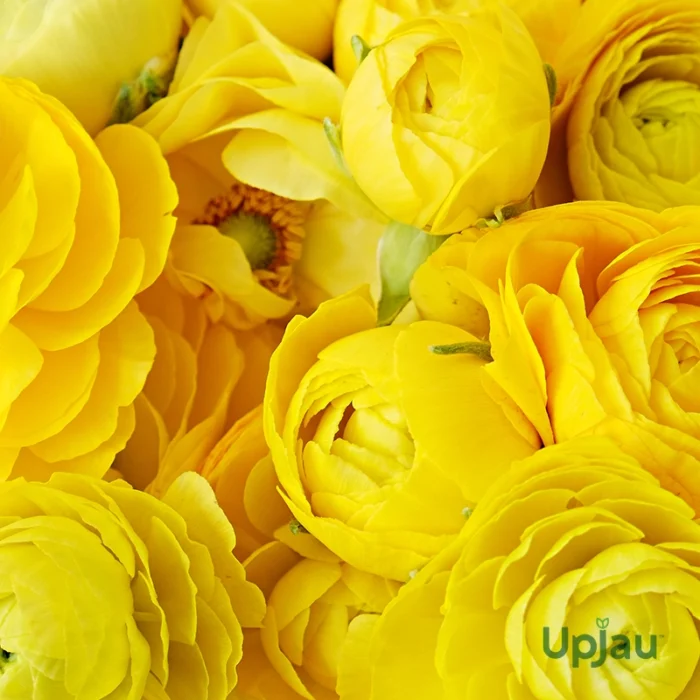 yellow ranunculus buttercups bulb