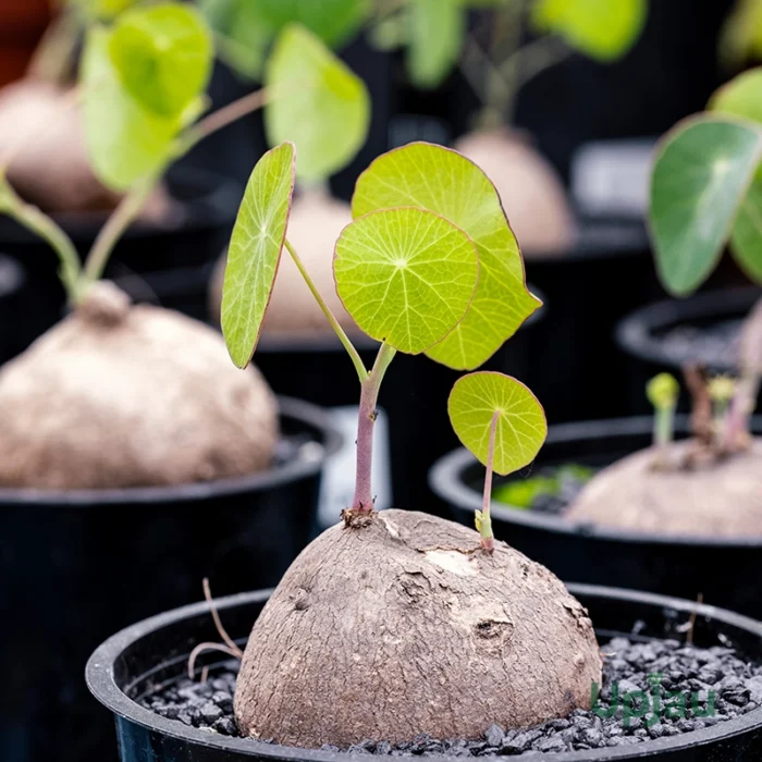 Stephania erecta Plant 2